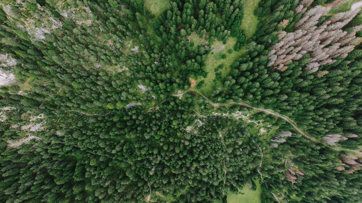 Veduta dall'alto di una foresta di conifere